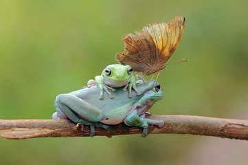 Deurstickers frog on a branch, tree frog, dumpy frog, © andri_priyadi