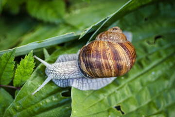 Weinbergschnecke