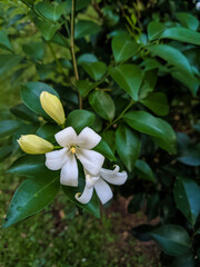 Obraz na płótnie Canvas white frangipani flower