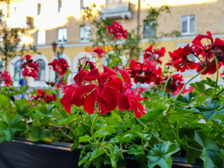 Fototapeta na wymiar Bright red geraniums in flower boxes as a decor on a city street against the background of buildings on a warm sunny day.