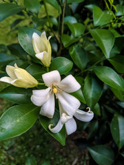 white magnolia flower