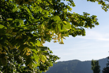 Lime blossoms . Lindenblüten