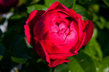 Close-up shot of a red rose bud against a background of green leaves.