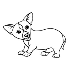 The dog is a corgi breed puppy, isolated on a white background.Vector illustration of an animal in the doodle style.