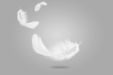 Abstract White Bird Feathers Falling in The Air. Feathers on Gray Background.  Floating Swan...