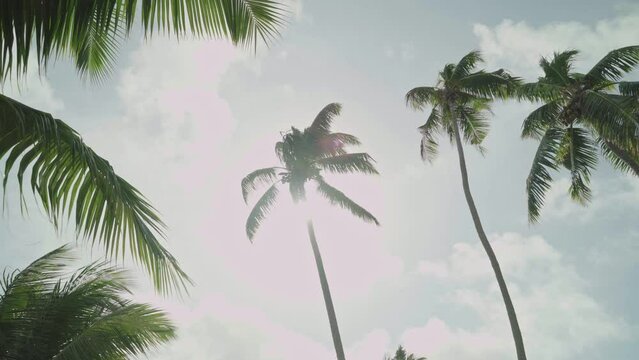 Sun shines through tropical tall coconut palm trees swinging in the wind. Warm day in island sun flare and light shines behind green leaves. Perfect vacation or holiday or deserted lonely island