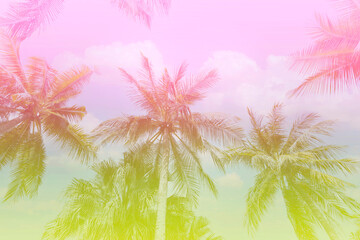 Fototapeta na wymiar The baner season of colors with a tropical in Summer of Palm Trees Vintage - cloud sky summer tropical summer image background