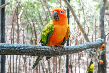 red and yellow macaw
