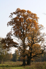 Eiche im Herbst - Quercus