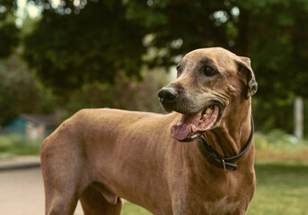 Rhodesian ridgeback in the city in summer