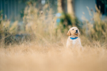 Cute purebred golden Labrador retriever brown puppy dog standing outdoor in the yellow grass field. lovely pet, adorable doggy with copy space © Dearix