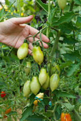 Unripe tomatoes growing on bush in the garden.