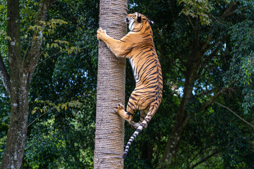 Panthera tigris tigris - Bengal Tiger have ability to climb and hunt its prey on a high place