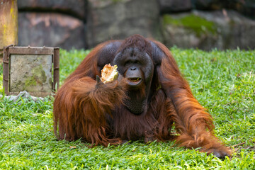 An Orang Utan eats fruits. Orangutans are great apes native to the rainforests of Indonesia and Malaysia. They are now found only in parts of Borneo and Sumatra.