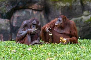Orangutan share food with others. Orangutans are great apes native to the rainforests of Indonesia...