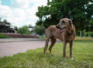 Rhodesian ridgeback in the city in summer