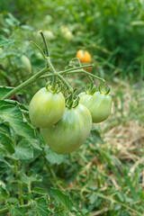 Unripe green tomatoes growing on bush in the garden.