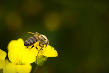 Bumblebee, an insect on a yellow flower on a sunny day.