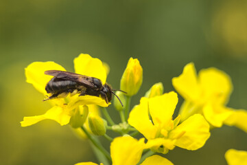 Bumblebee, an insect on a yellow flower on a sunny day.
