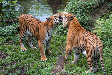 Panthera tigris tigris - Bengal Tigers can be described as solitary but social animals. They usually live alone but they may gather together depending on various circumstances