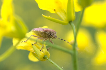 An insect on a yellow flower on a sunny day.