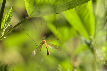 A mosquito, an insect on a green leaf on a sunny day.