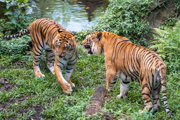 Fototapeta na wymiar Panthera tigris tigris - Bengal Tigers can be described as solitary but social animals. They usually live alone but they may gather together depending on various circumstances
