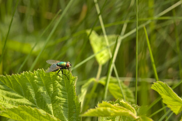 A fly, an insect on a green leaf on a sunny day.