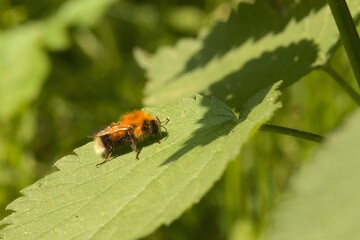 Bumblebee, an insect on a yellow flower on a sunny day.