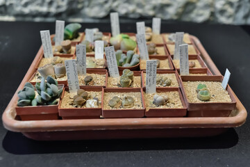 Gerona, Spain: 05.14.2022; The mini garden of pebble plants