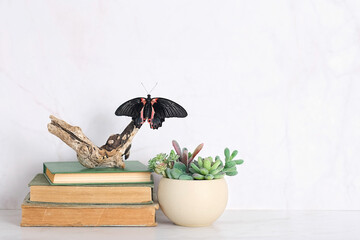butterfly, succulent plants in pot, books on table, abstract blurred light background. Relax time,...
