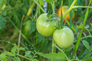 Unripe green tomatoes growing on bush in the garden.