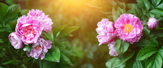 Fototapeta pąki różowej piwoni na tle zielonego ogrodu. Pink peony	 obraz