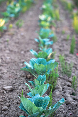 Landscape view of a freshly growing cabbage field.