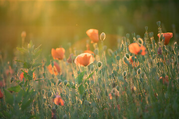 Summer sunset over beautiful poppy meadow.