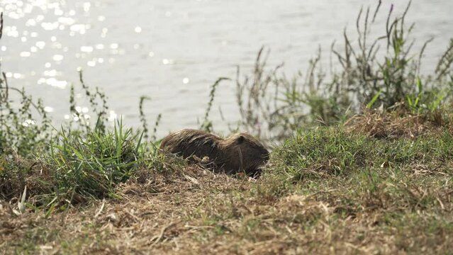 Nutria rodent animal or Myocastor coypus eating grass next to water pond or lake. Small brown and cute coypus feeding in the natural habitat of Hula Lake in Israel during spring or hot summer day