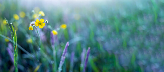 Obraz na płótnie Canvas Yellow flower on the background of a blurry meadow at sunrise in Poland
