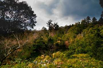Kyoto forest 