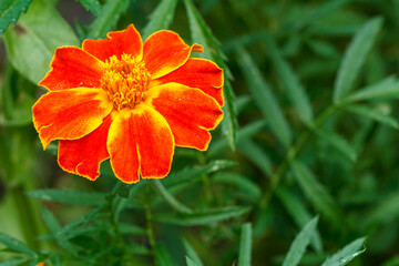 Marigold with blurred leaves in the background.