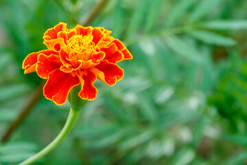 Marigold with blurred leaves in the background.