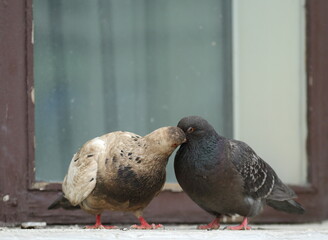Grey and white pigeons kissing on the windowsill