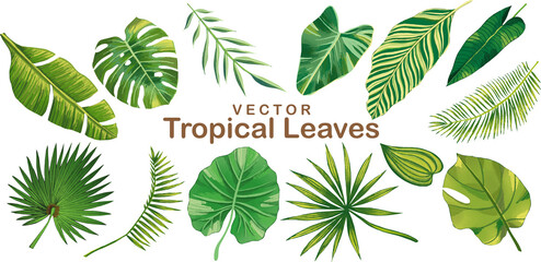 Set of tropical leaves and exotic jungle art vectors illustration. Summer decoration hand drawn green tropical branches in vintage style isolated on white background. Elements of botanical plants.