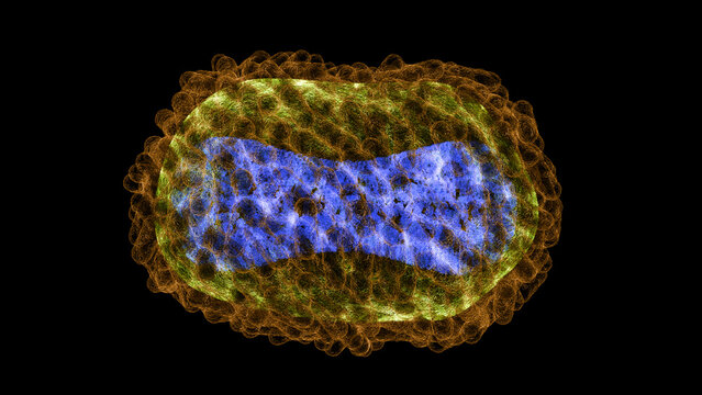 Monkeypox virus, illustration