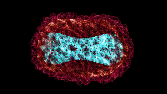 Monkeypox virus, illustration