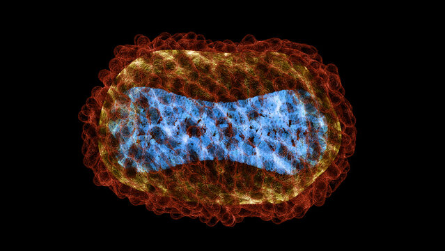 Monkeypox virus, illustration