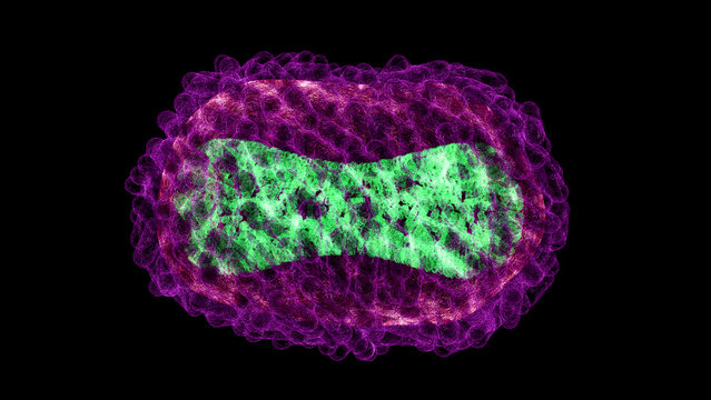 Monkeypox virus, illustration