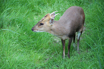 muntjac in a zoo in france