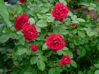 flowering of a beautiful red climbing rose with green leaves