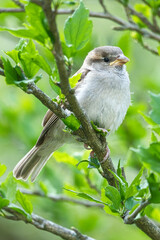 sparrow sitting on a branch in the bush with green leaves in summer. songbird