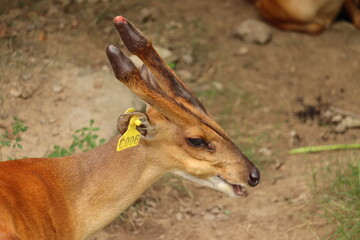 deer in the zoo